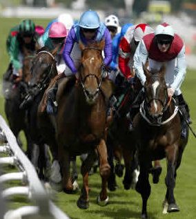race horses