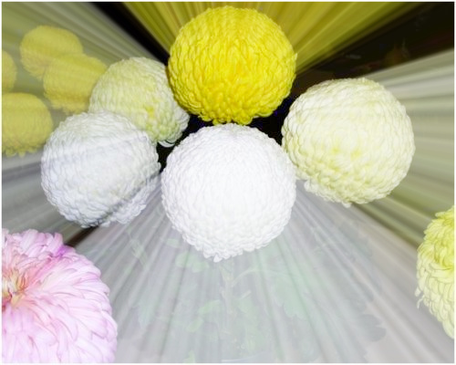 chrysanthemums prize winners 1