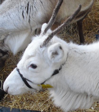 bambi reindeer