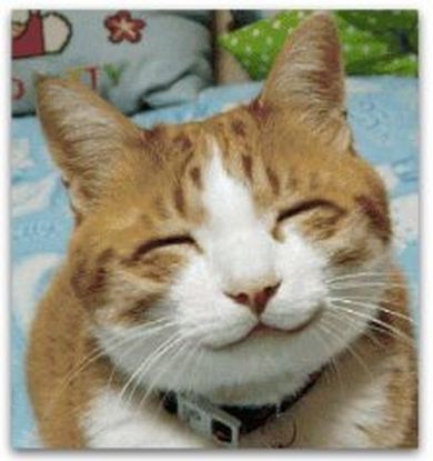 happy cat