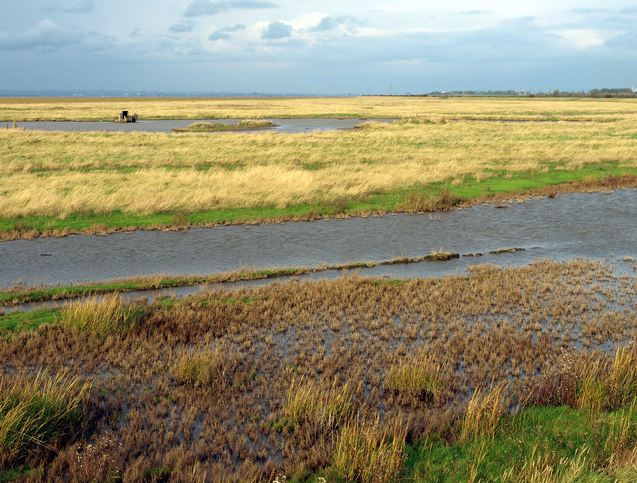 cherry cobb sands