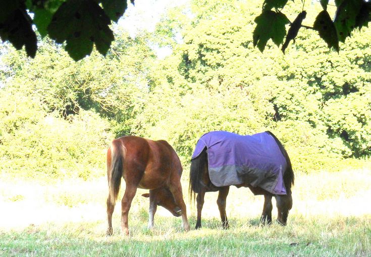 horses ivy lane2
