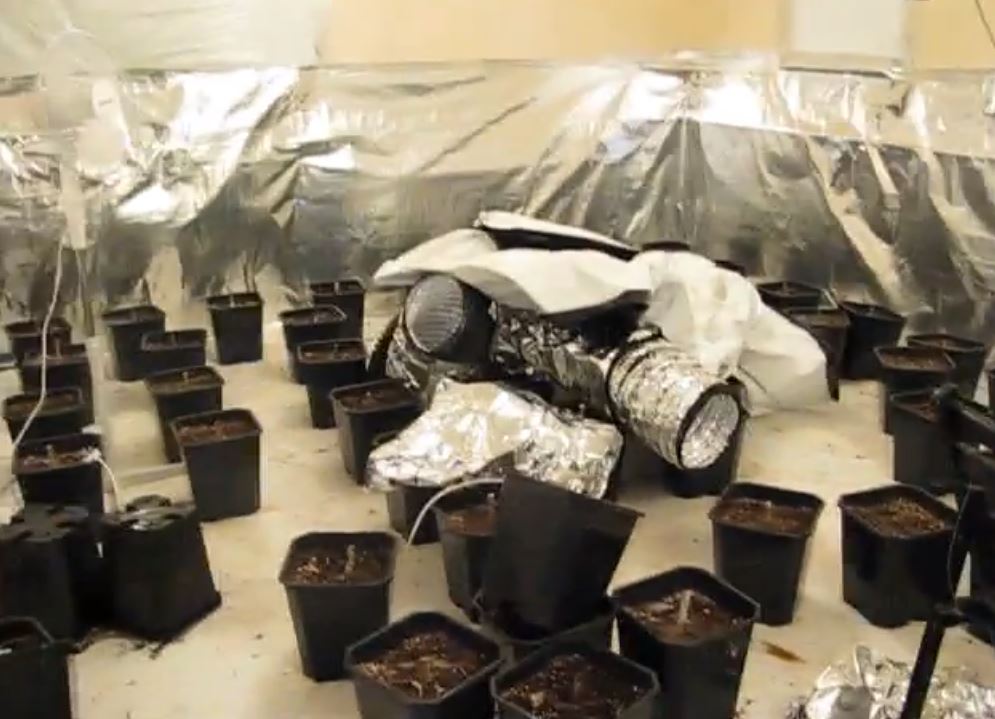 cannabis factory youtube still