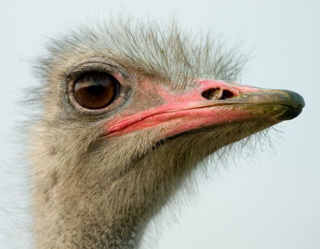 wally ostrich