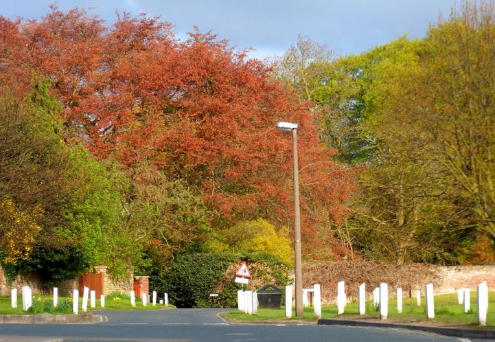 market hill trees spring colour