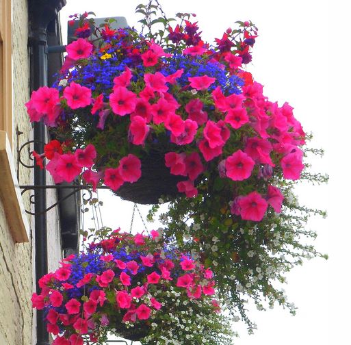 hanging baskets sq