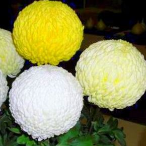 chrysanthemums prize winners 001