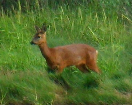 deer on paull nature reserve