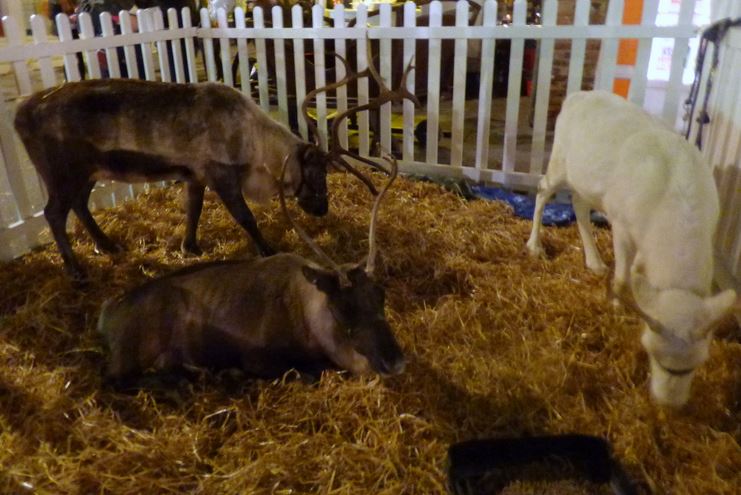 reindeer blue christmas 2013