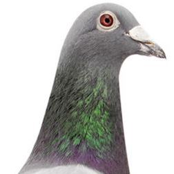 pigeon homing racing 001