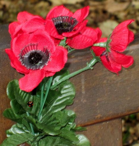 poppies