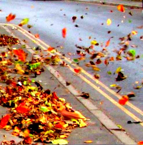 windy leaves