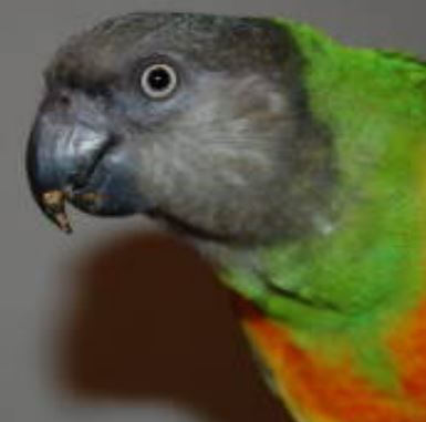 lost bird