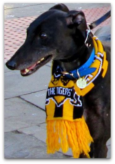 tigers dog