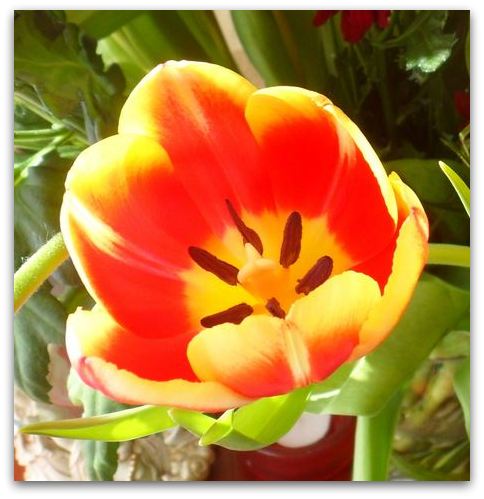 tulip art