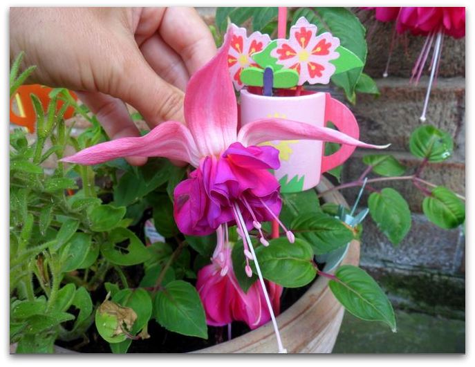flower fuschia