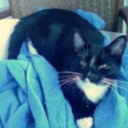 lost norman the cat