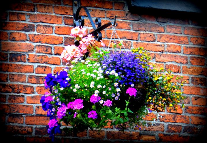 hanging baskets hedon 3