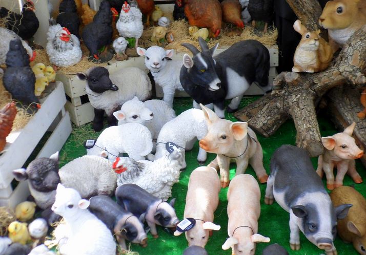 animals