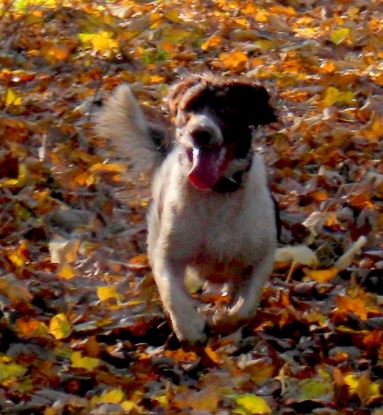 dog running