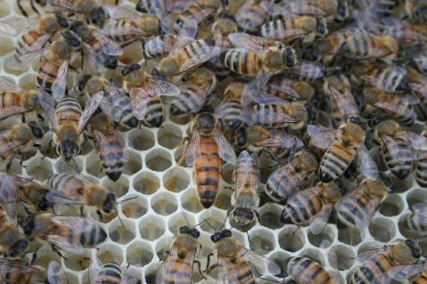 bee colony