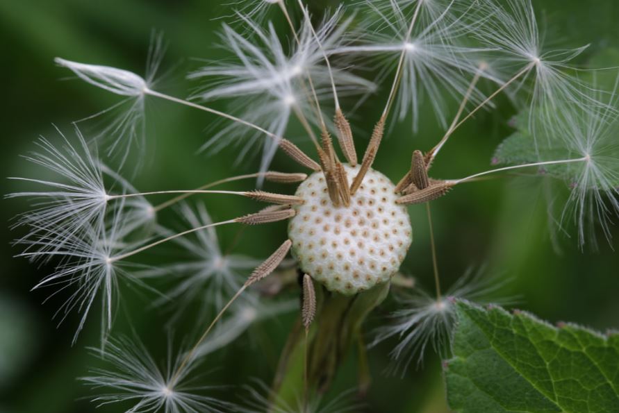blown dandelion fairy seeds