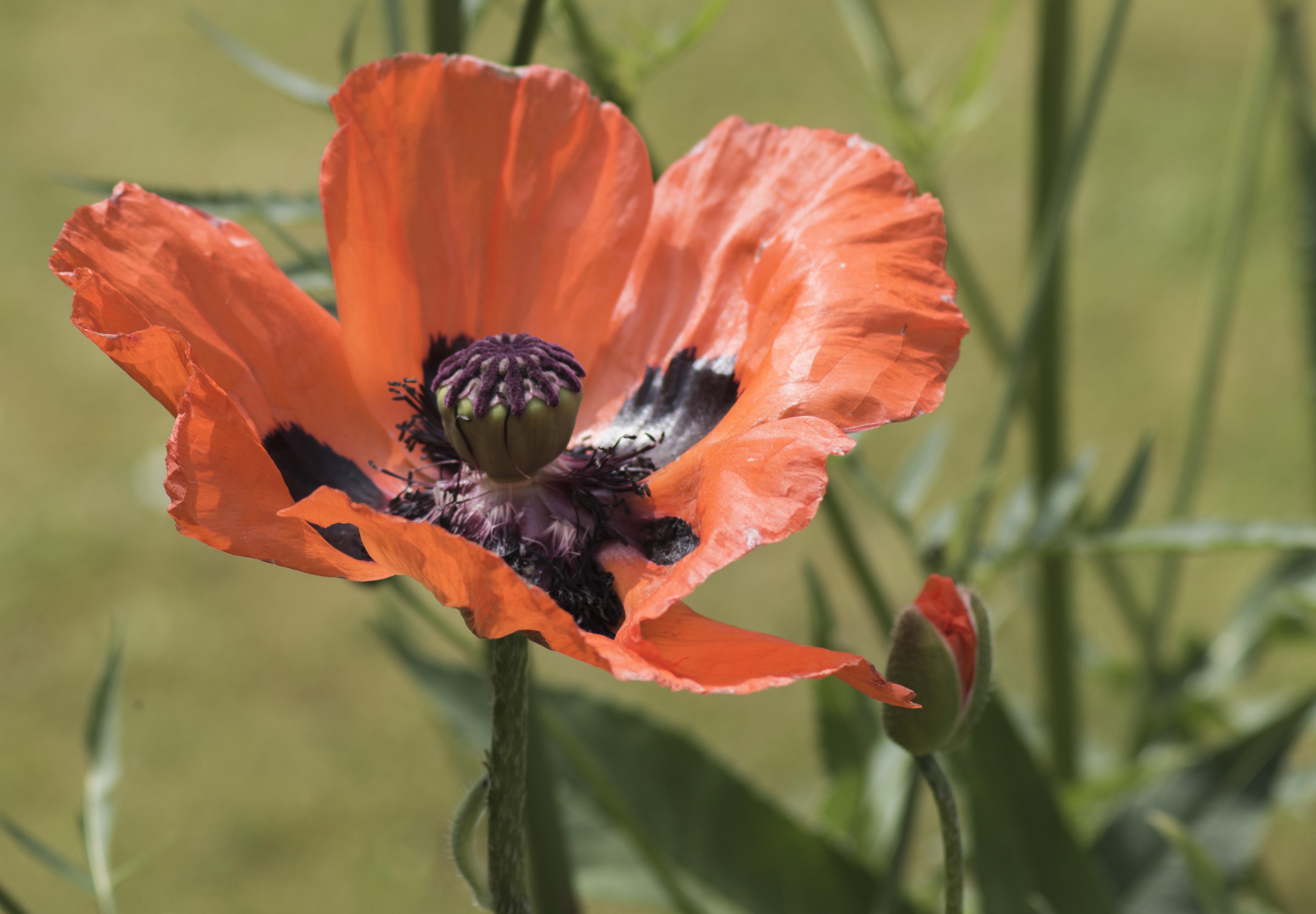 poppy oriental snip