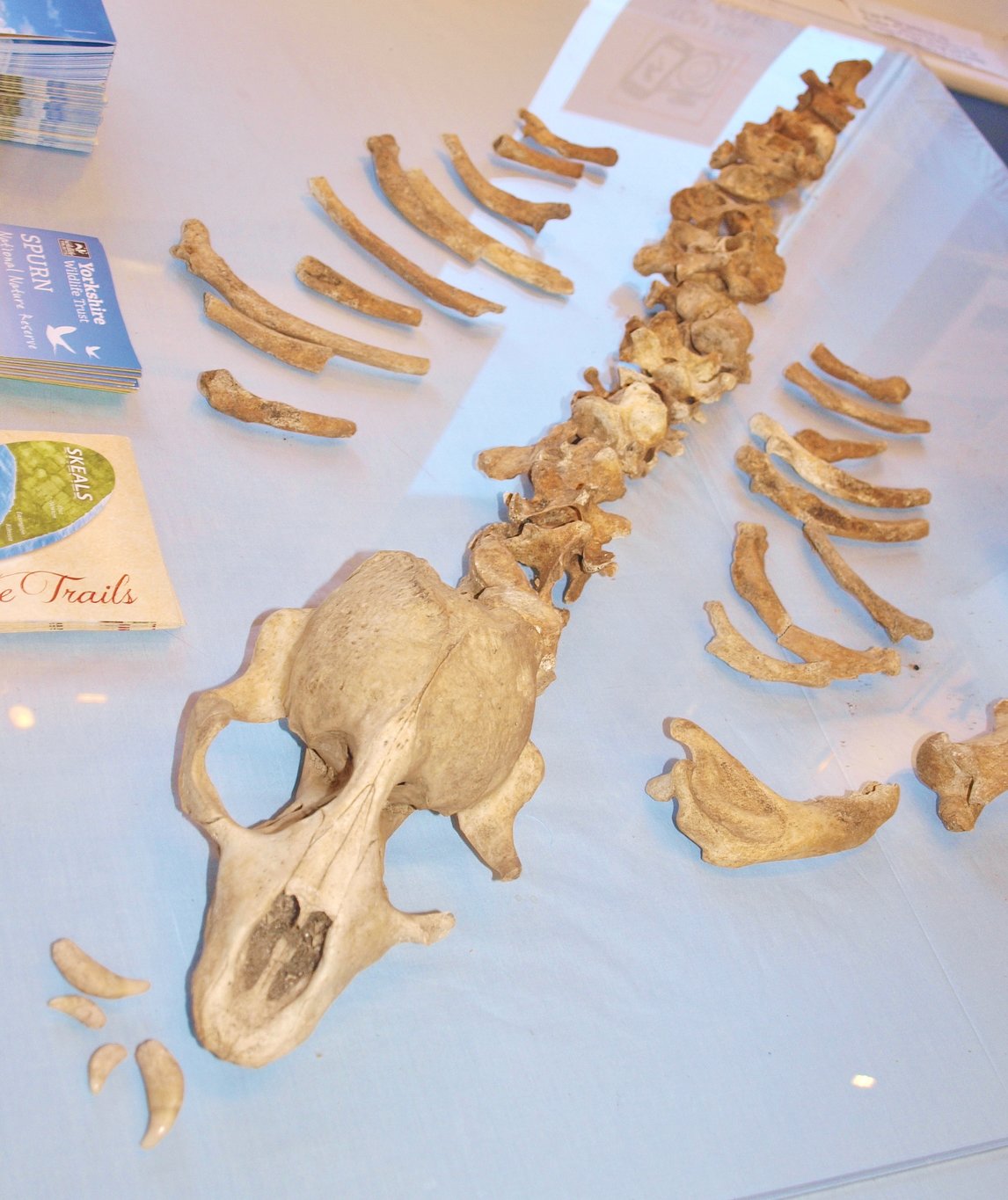 spurn fossil bones