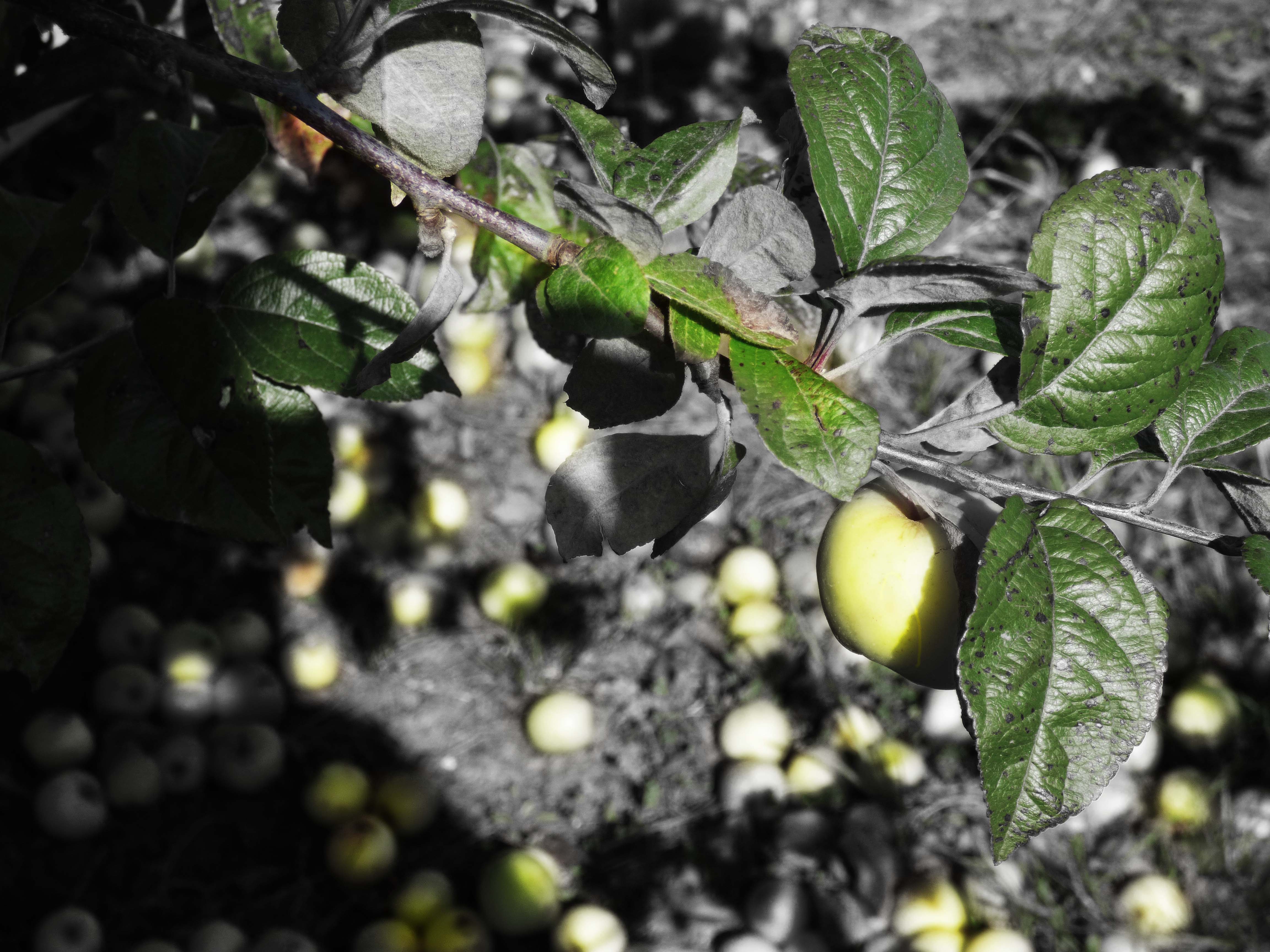 apples windfall