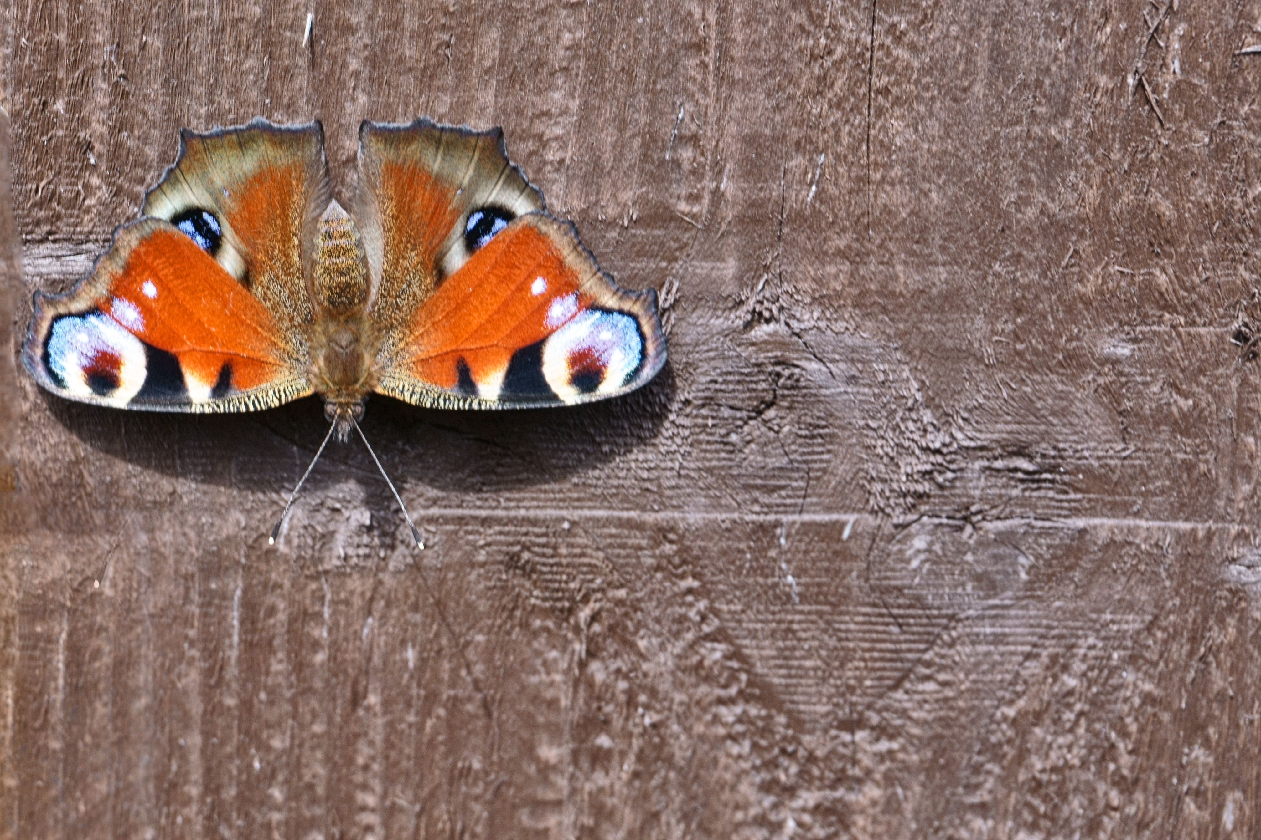peacock butterfly