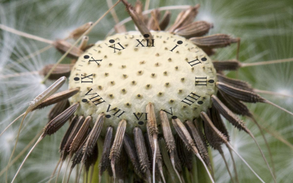 fairy clock face