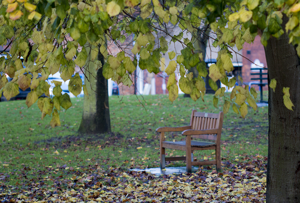 bench tree market hill