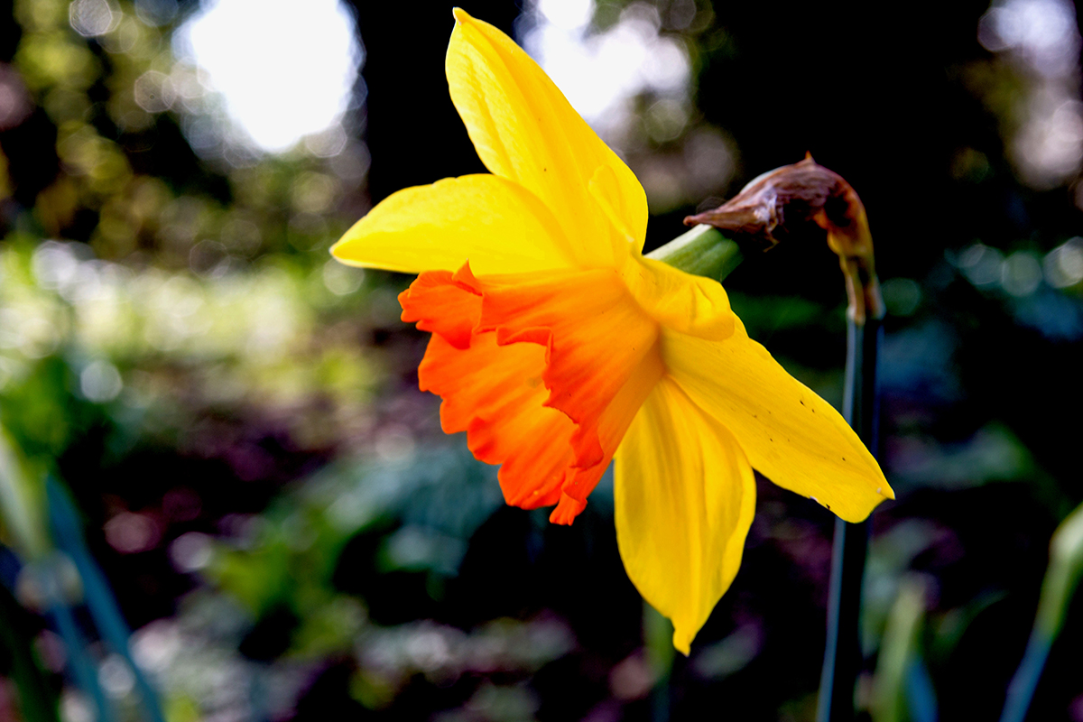 Daffodil orange trumpet web