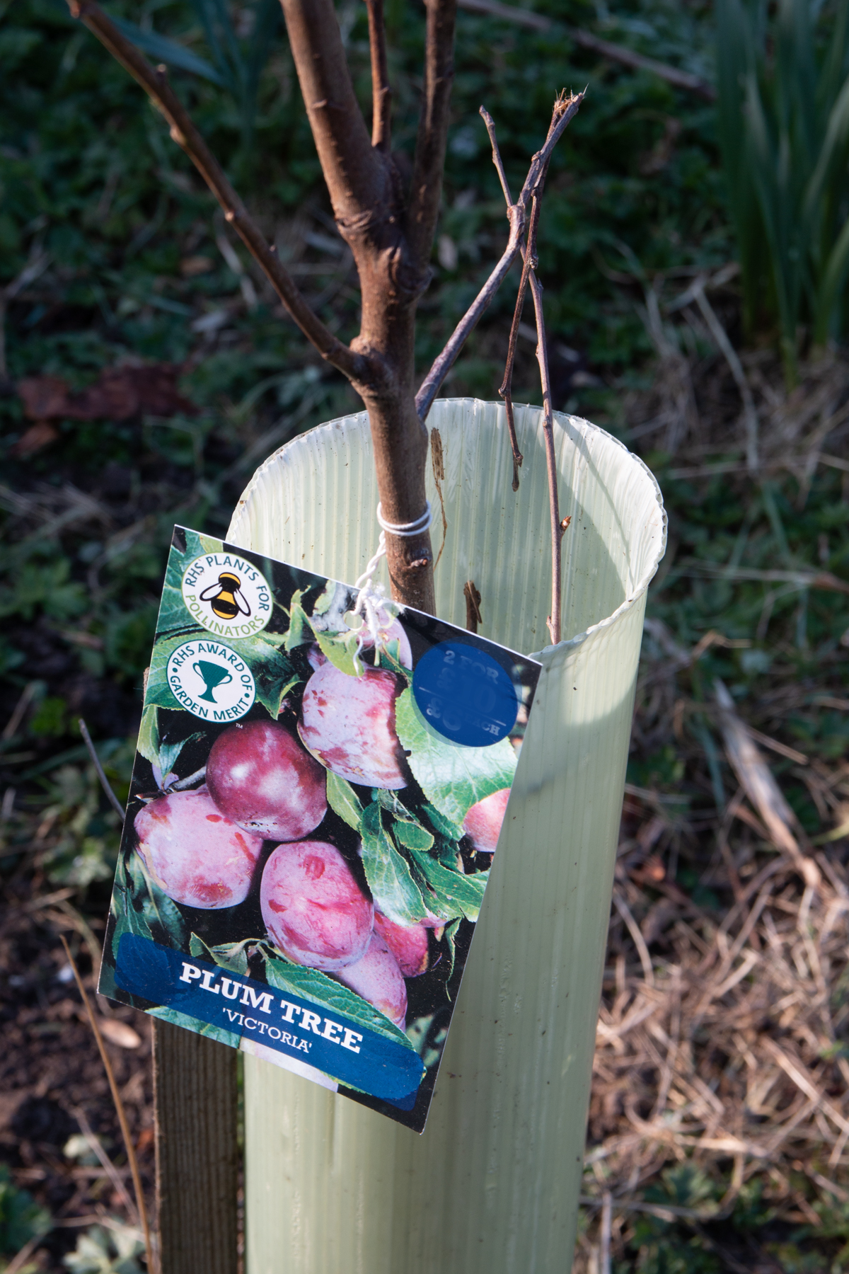 Young Plum tree recently planted