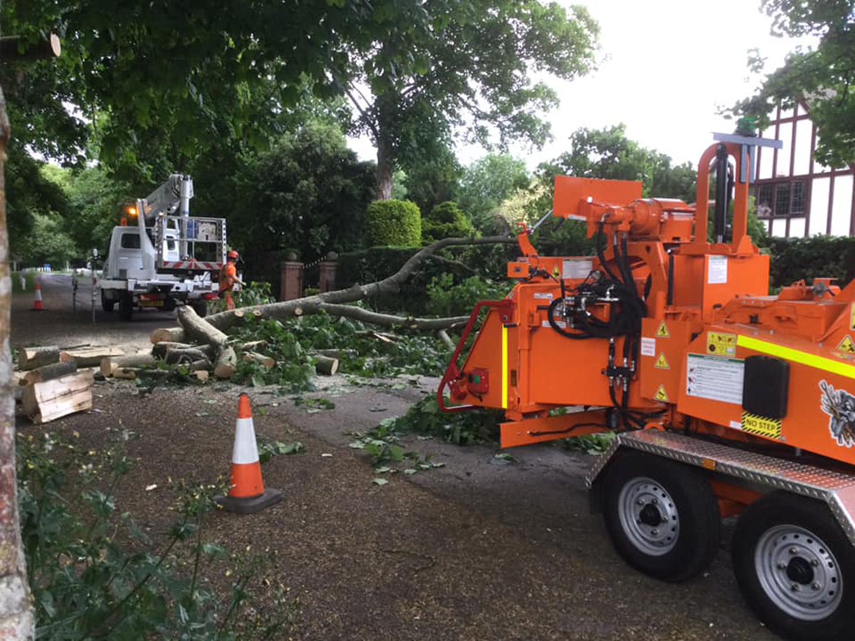Tree fell down Ivy Lane by John Dennis