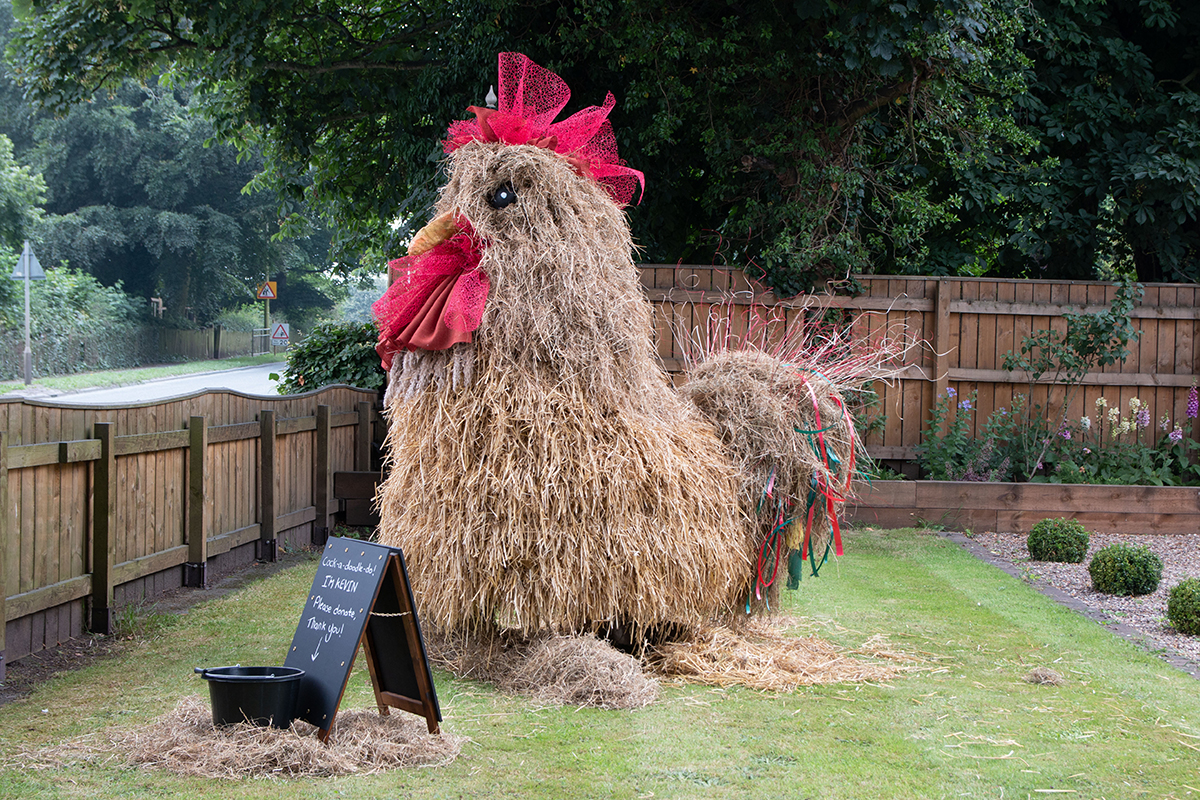 Cock a doodle do Kevin web