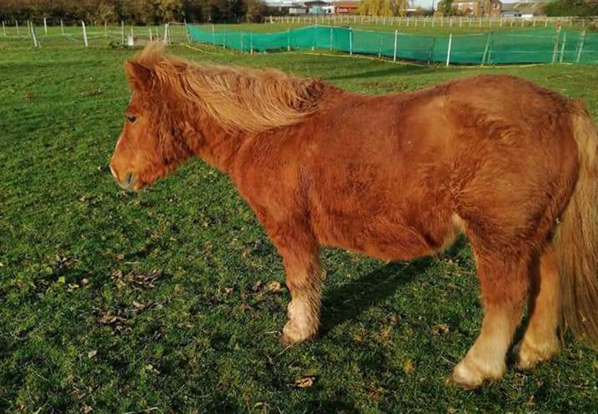 Peter Shetland Pony