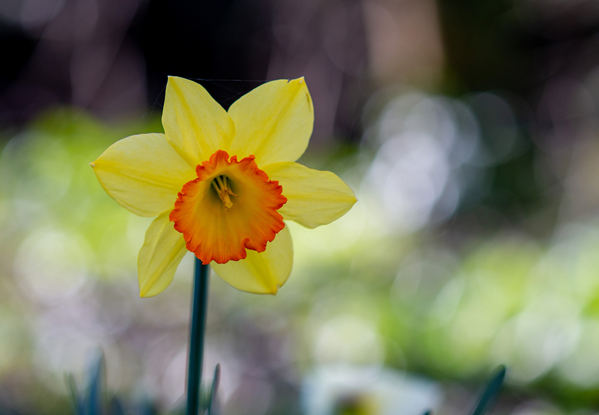 Daffodil bright bokeh web