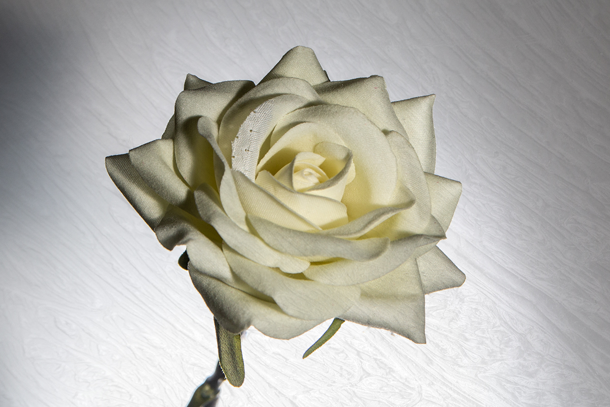 White flower Photo of the Day 5