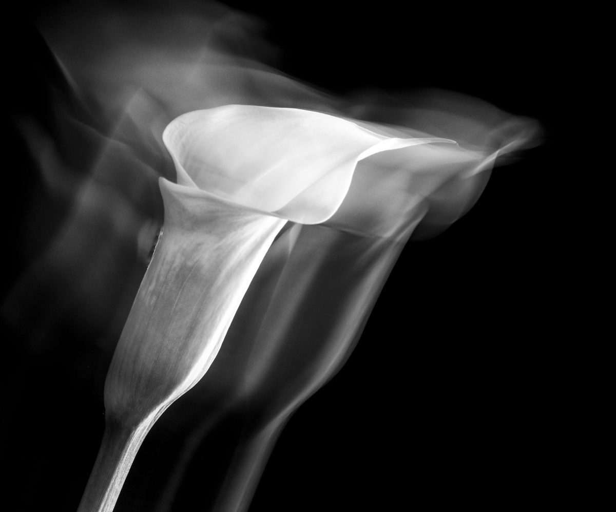 White lily photographed moving in black and white