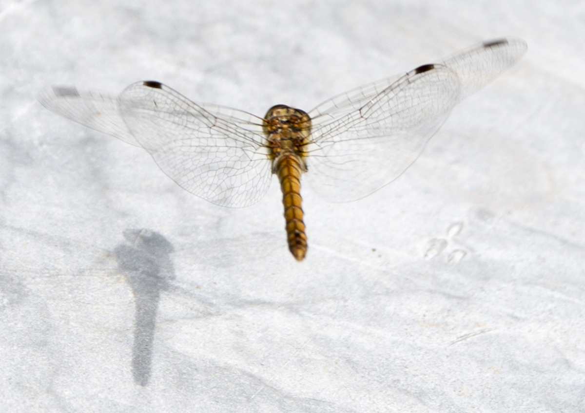 Flying Dragonfly flight shadow