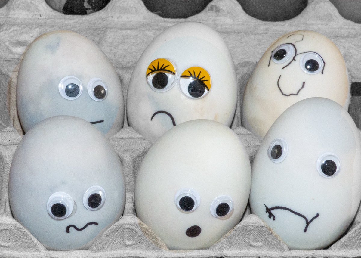 Photo of the Day 50 Unhappy Eggs