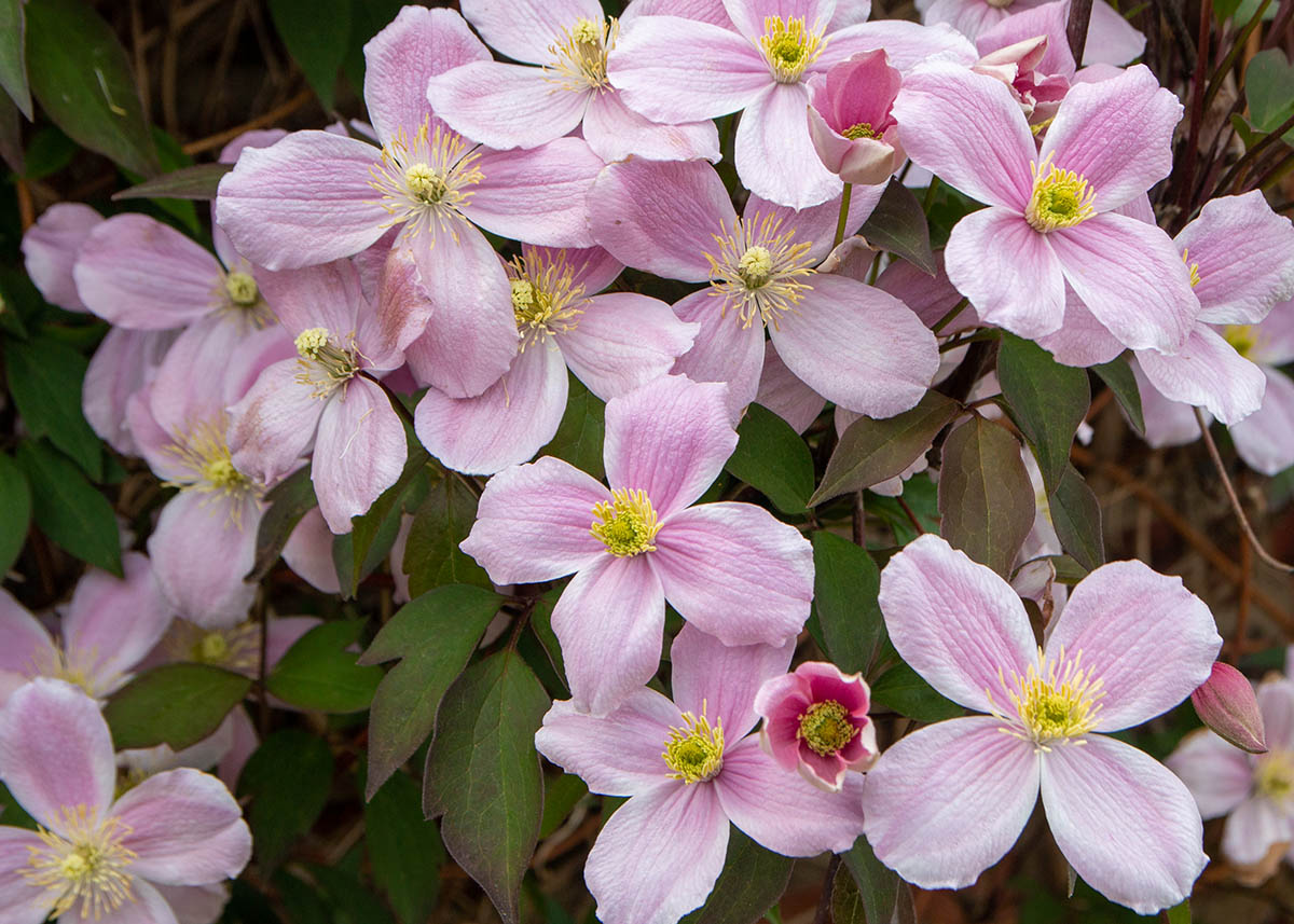 Pink flowers