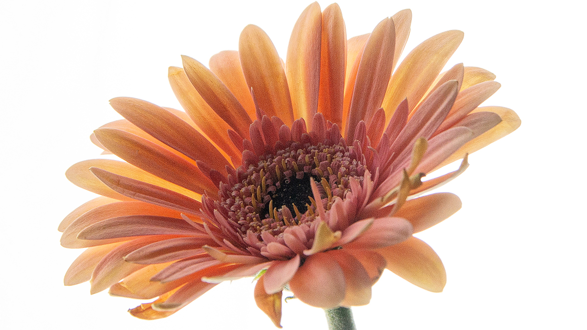 Backlit orange flower web
