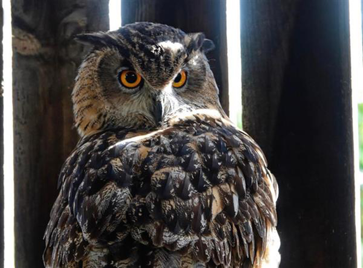 Eagle Owl Humberside Police