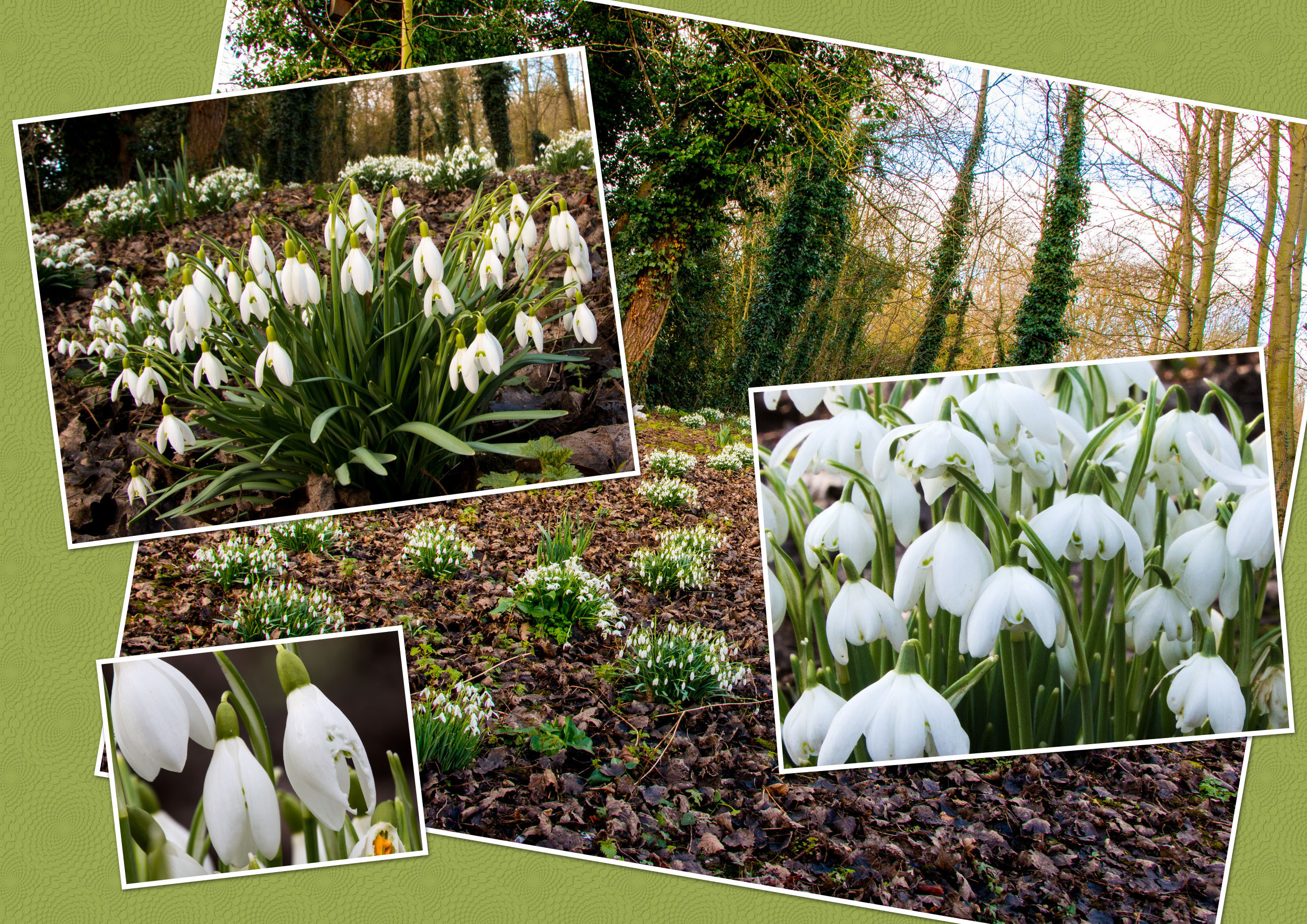 Snowdrops collage