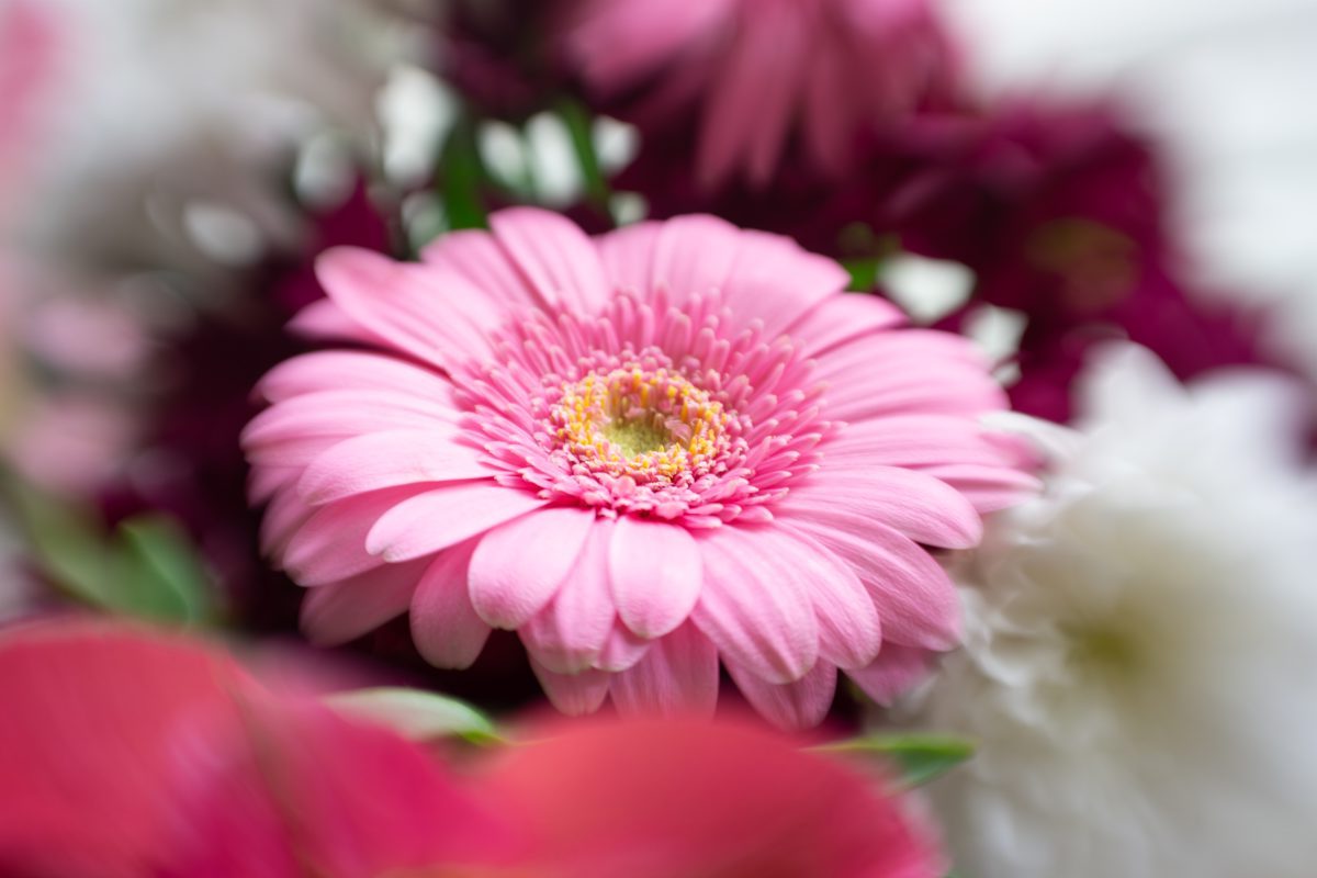 Pink Gerbera