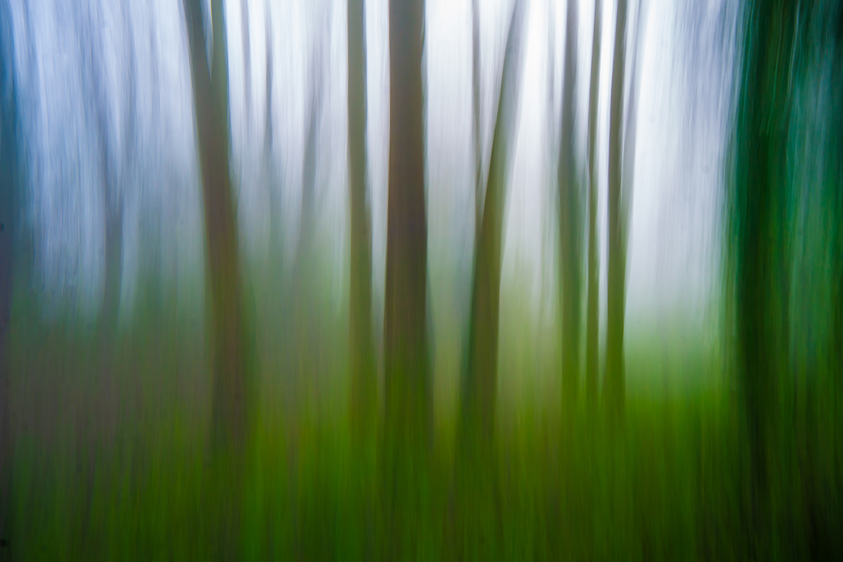 Ivy Lane Trees with a moving camera