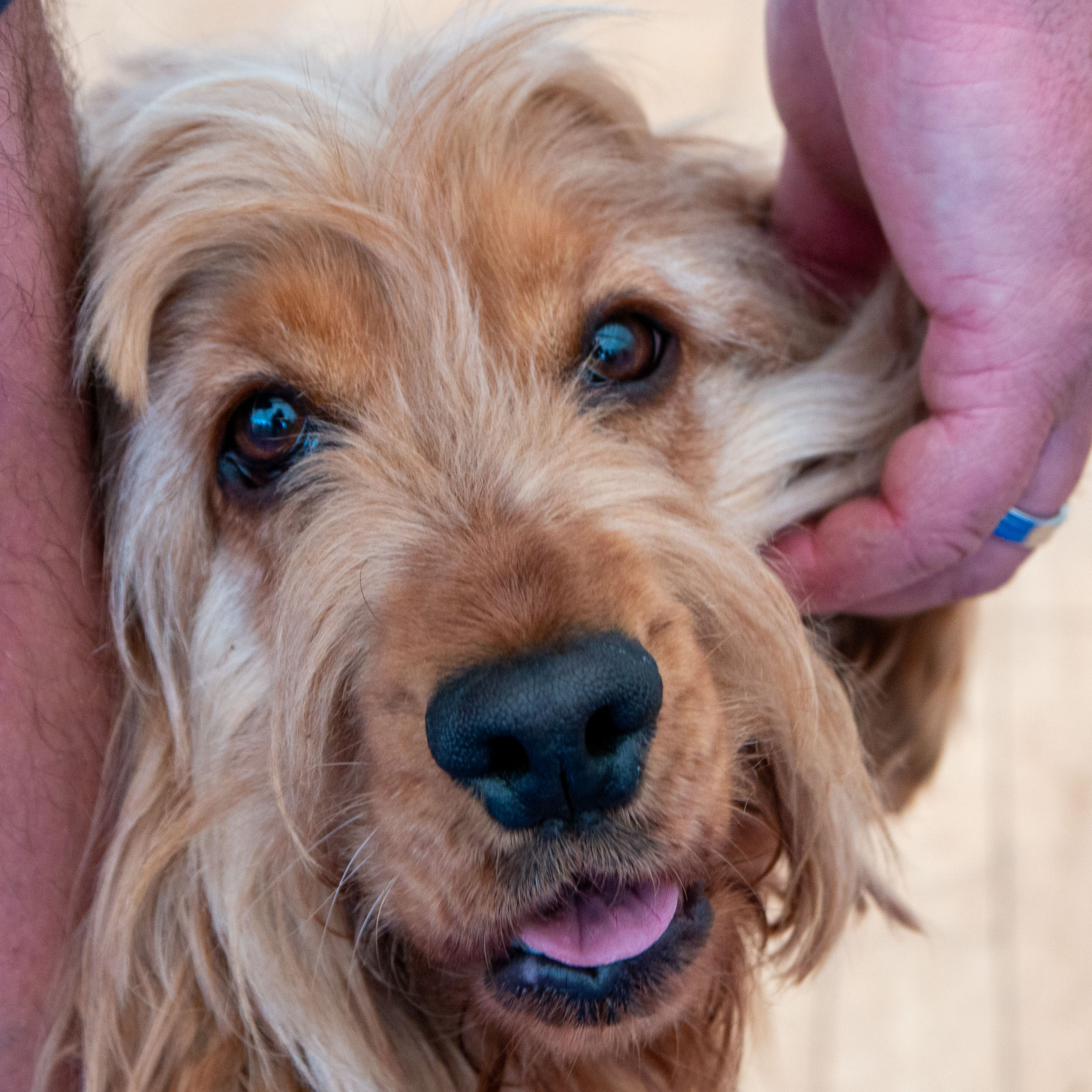 Cute Dog 2