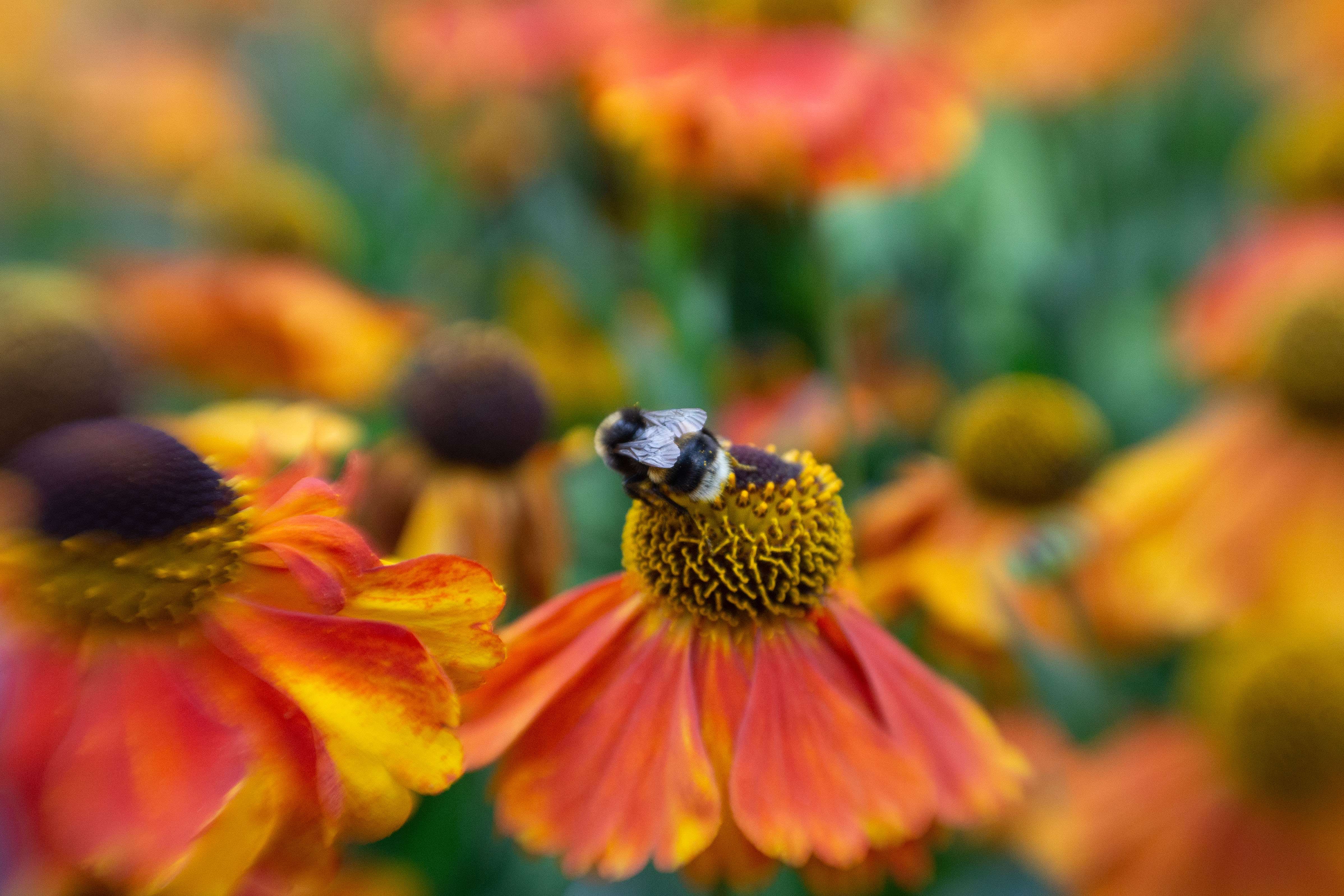 Sweet bee on orange flower